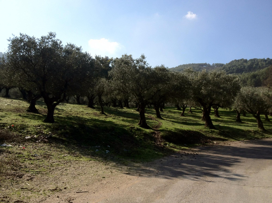 Biriya Forest-萨法德必去景点