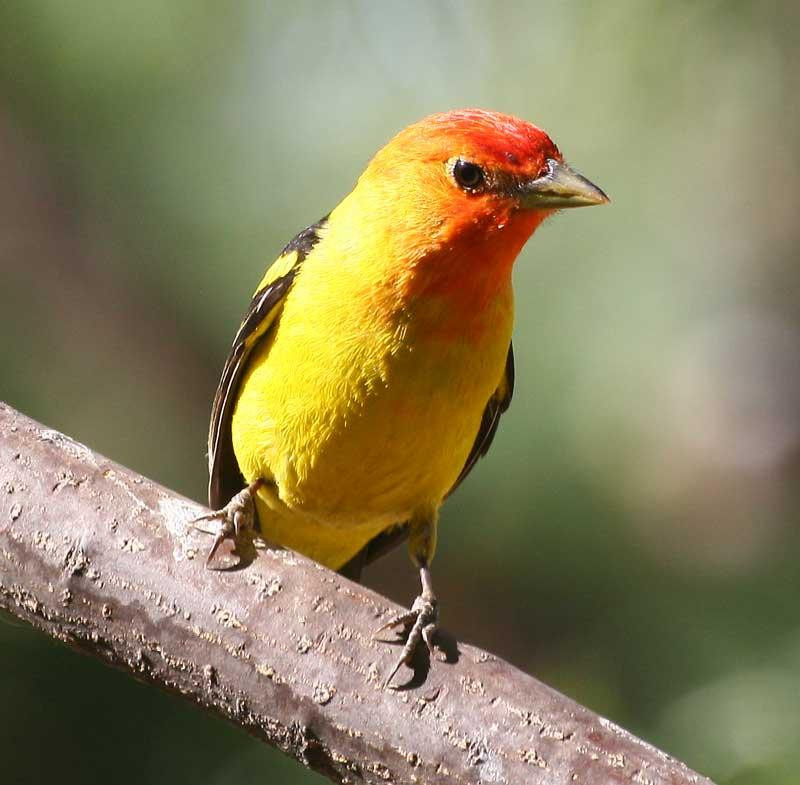Southeastern Arizona Bird Observatory景点图片