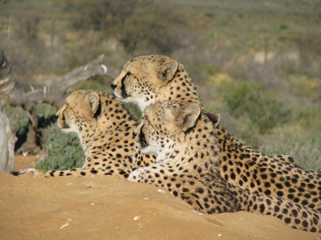 AMT TOURS-开普敦中心区必去景点