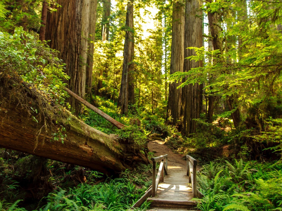 Crescent City/Redwoods KOA