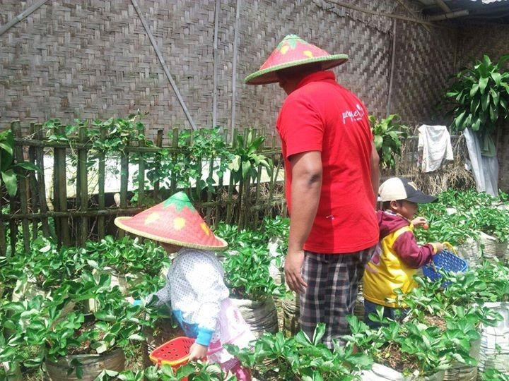 Puncak Berry Farm景点图片