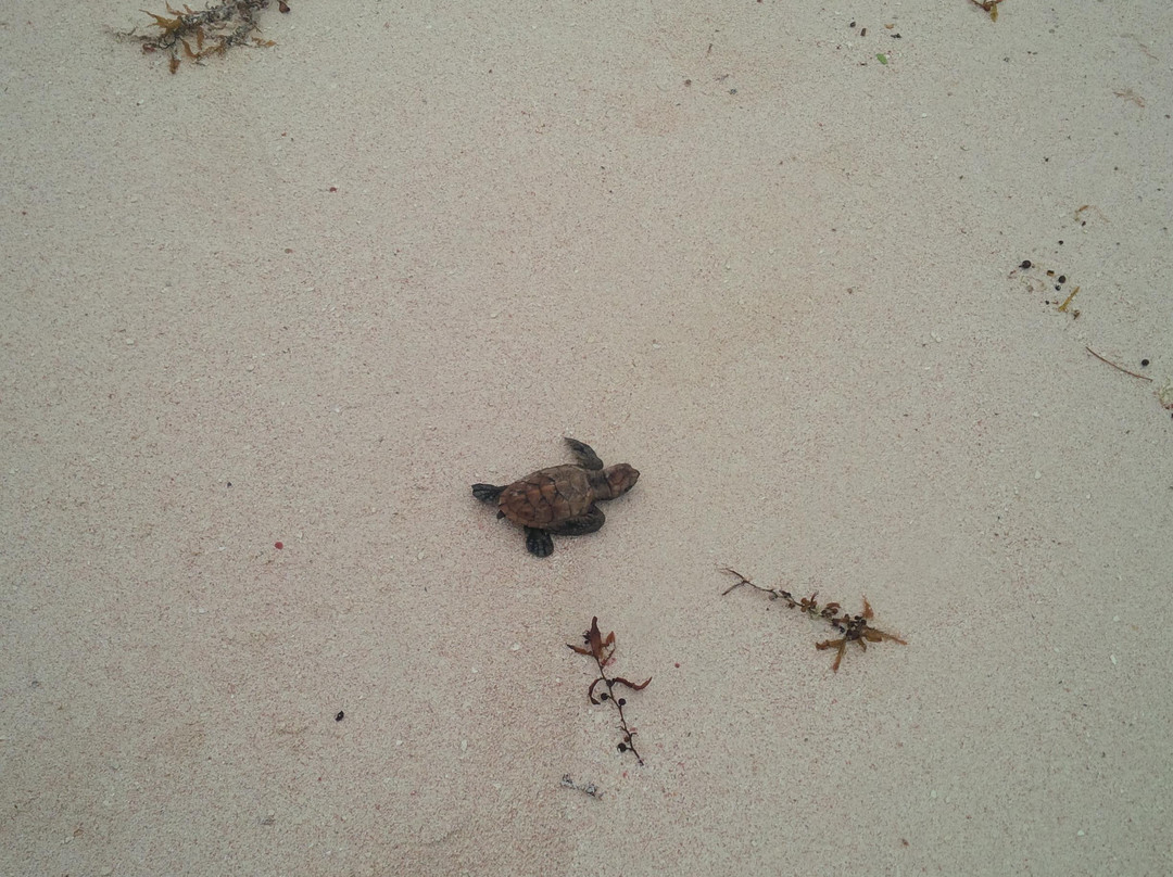 Dover Beach-圣罗伦斯峡必去景点