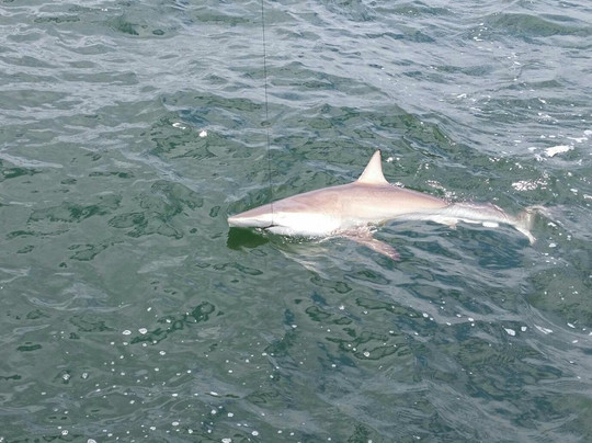 North Myrtle Beach Fishing Charters-美特尔海滩必去景点