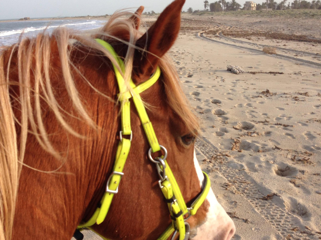 Ranch Adada Djerba-阿基尔必去景点