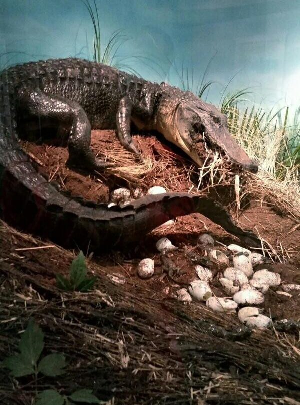 Bayou Terrebonne Waterlife Museum景点图片