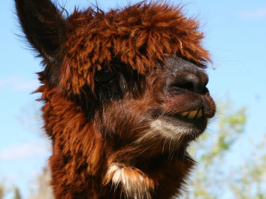 STARanch Alpaca Trek-Alva必去景点