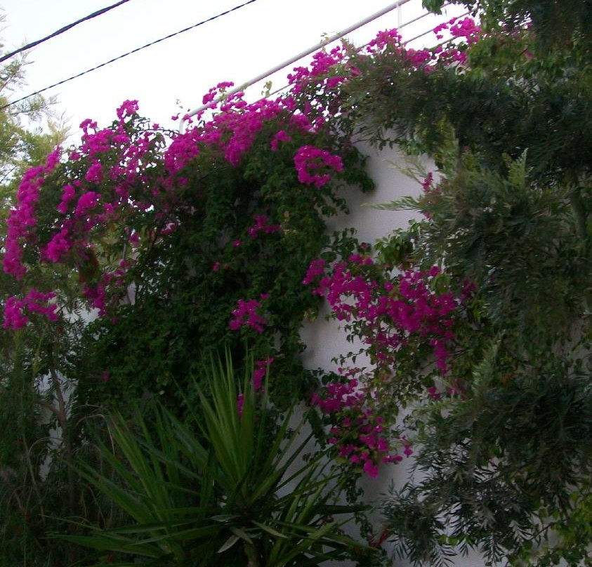 Centre des Musiques Arabes et Mediterraneennes-蓝白小镇必去景点