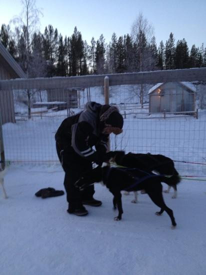 Northern Lights Husky Day Tours-阿尔塔必去景点