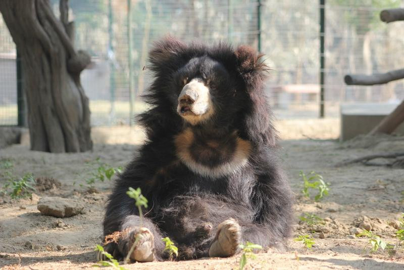 Wildlife Sos景点图片