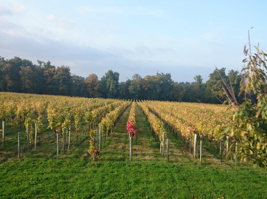 Saint Emilion Wine Tour by Cabriolet Coach-圣埃美隆必去景点