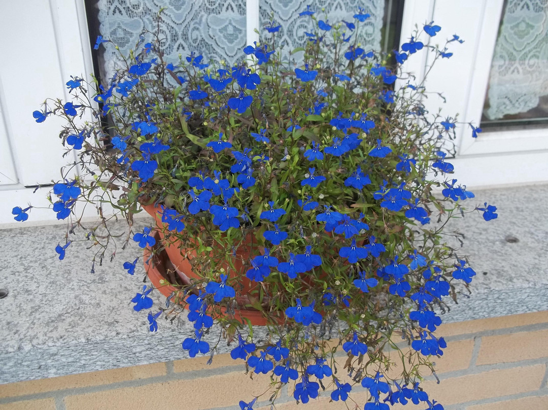 Oasi WWF Giardino Botanico di Oropa景点图片