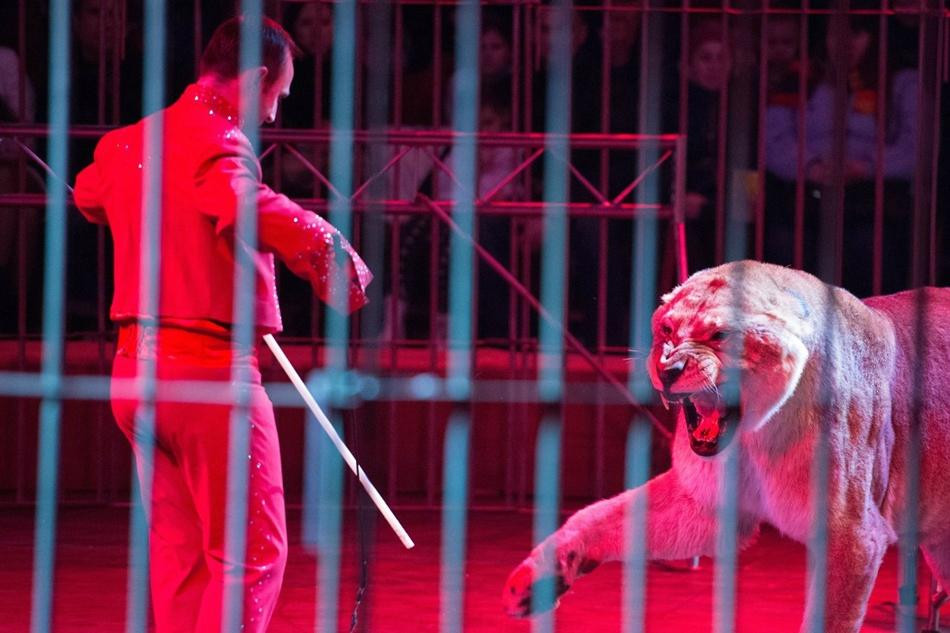 Vyshneve旅游景点-Circus Kobzov
