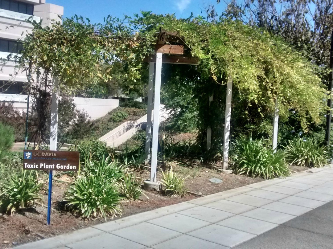 Davis Campus of the University of California景点图片