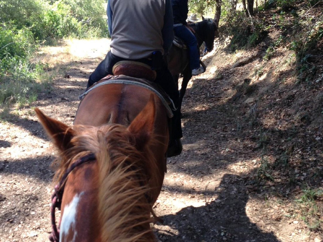 Outback Trail Rides景点图片