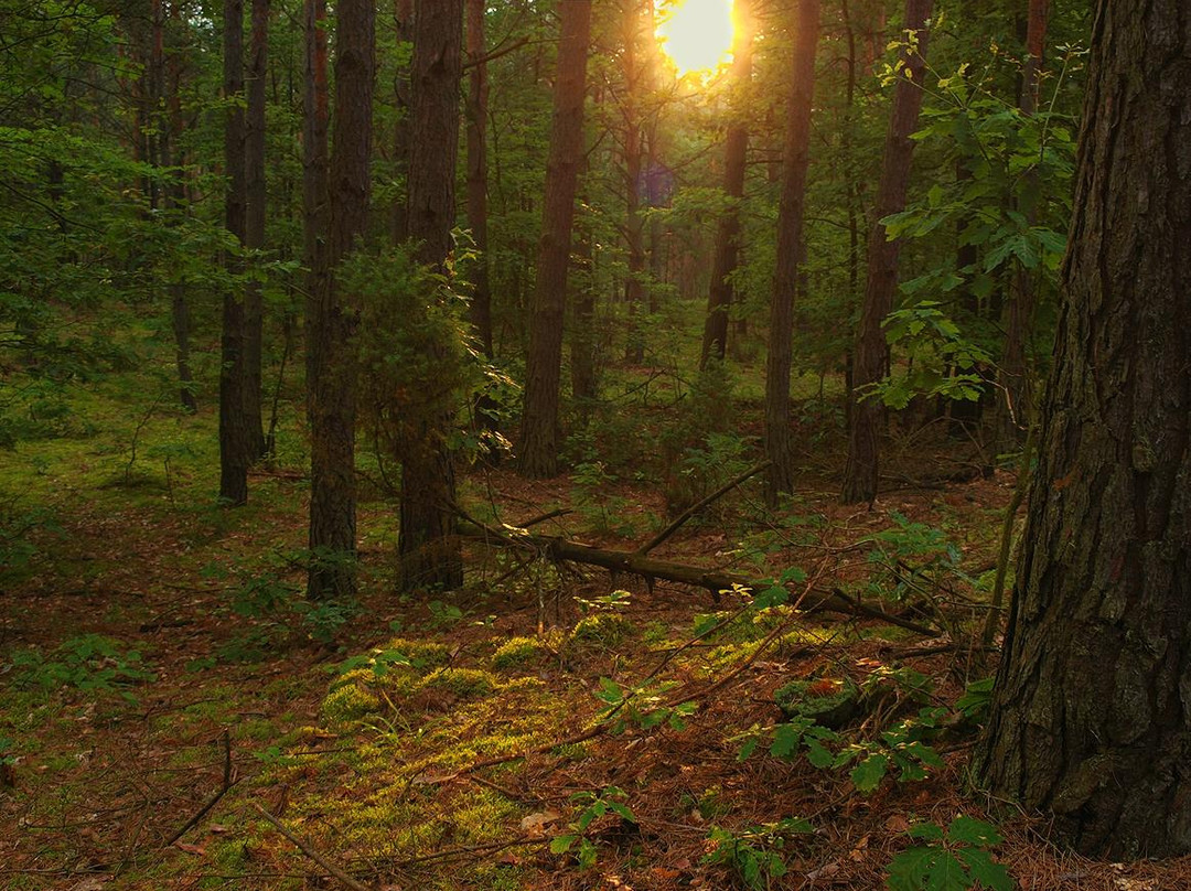 Wrzelowiec Landscape Park-Opole Lubelskie必去景点