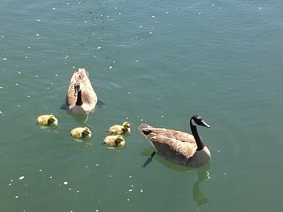 First Dam/Canyon Entrance Park-洛根必去景点