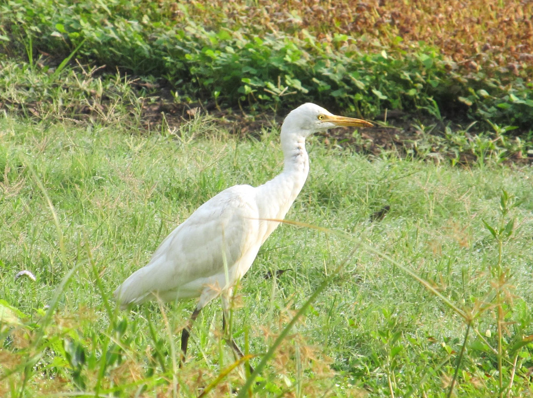 Platinum Resort主图