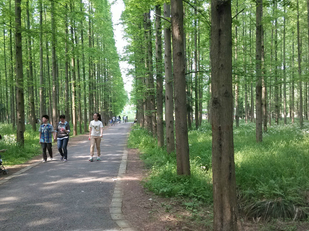 崇明东平林场公园-崇明县必去景点