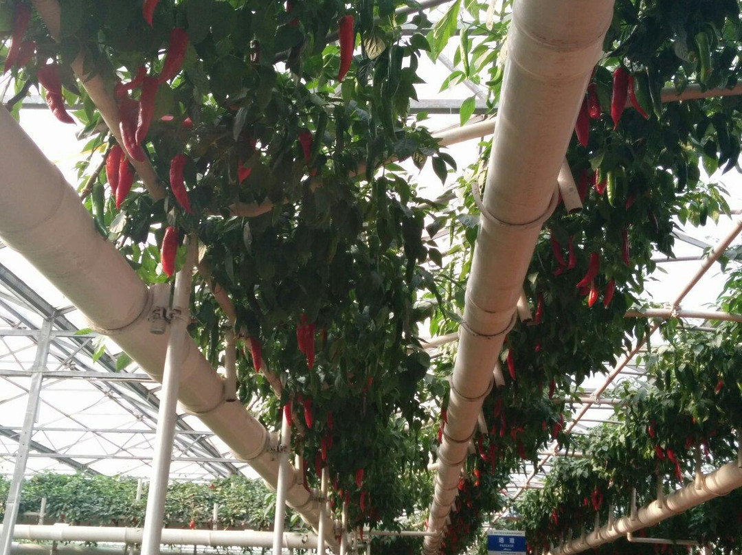 寿光蔬菜示范园-寿光市必去景点