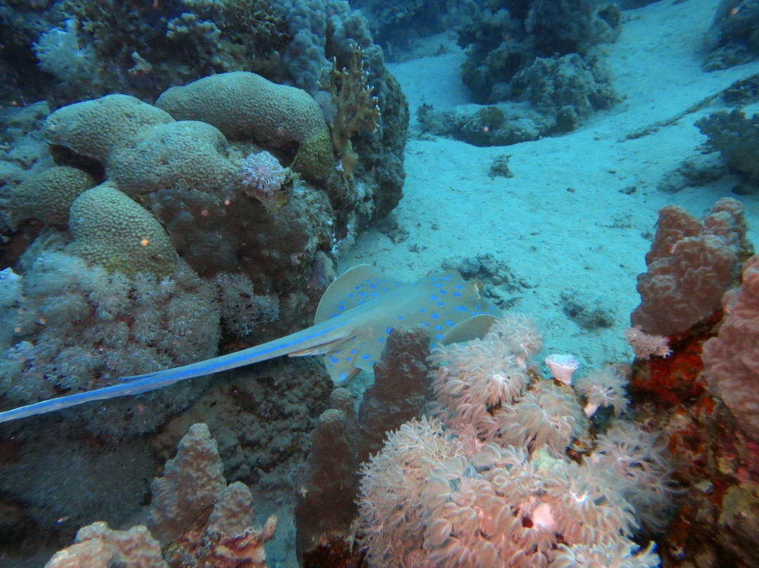 Scuba Diving North West景点图片