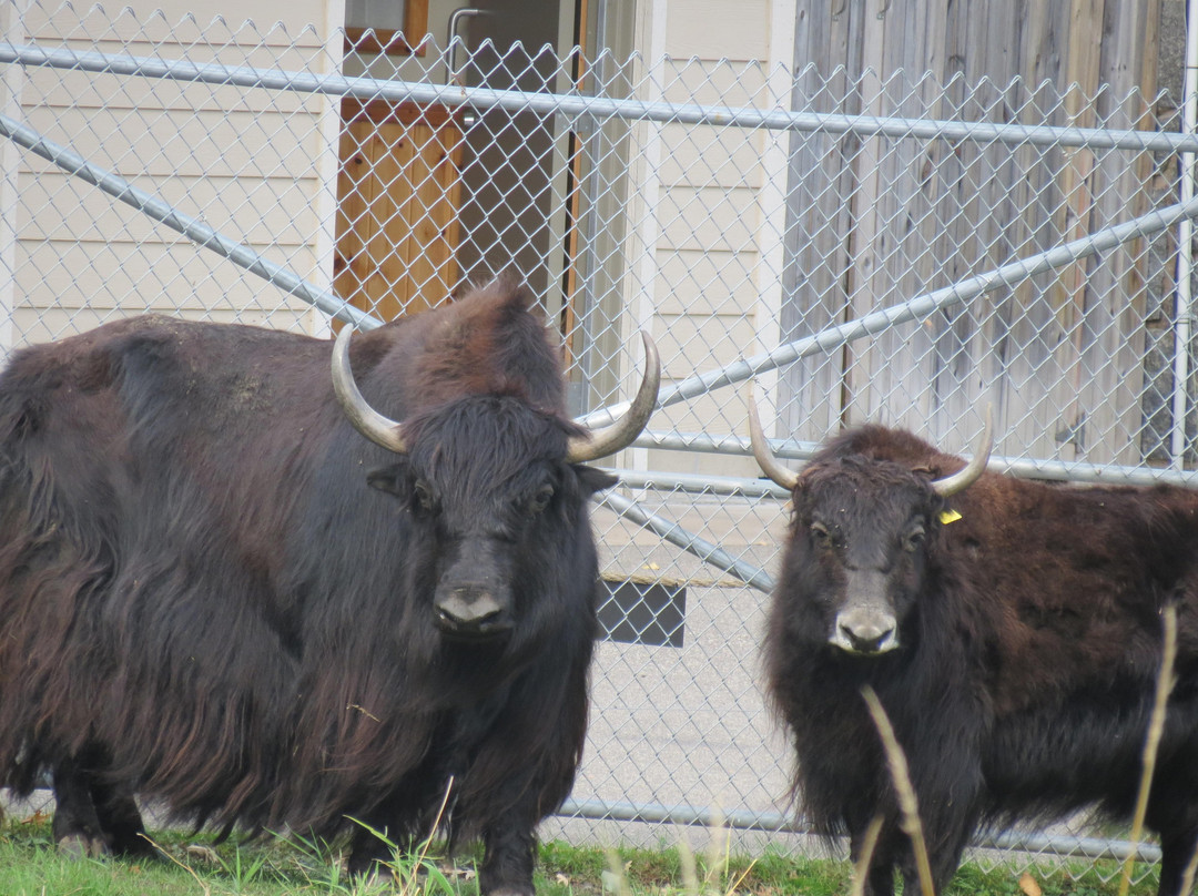 Pine Grove Zoo-Little Falls必去景点