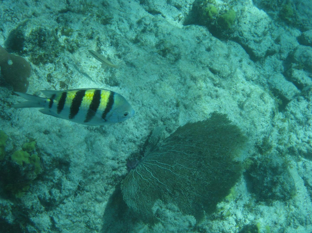 Private Snorkeling Aruba- Day Tours-棕榈/鹰海滩必去景点