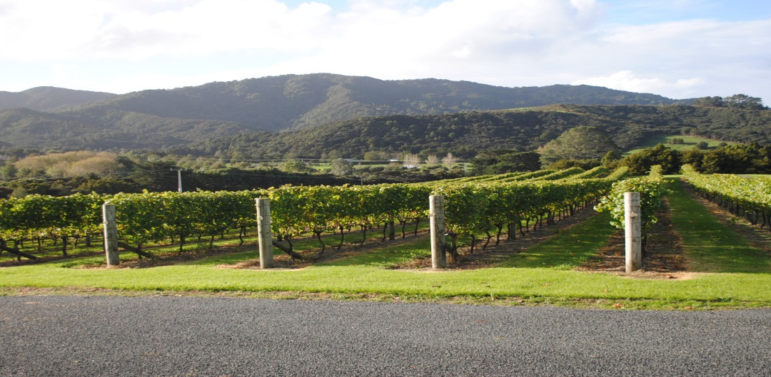 Te Whai Bay Wines景点图片