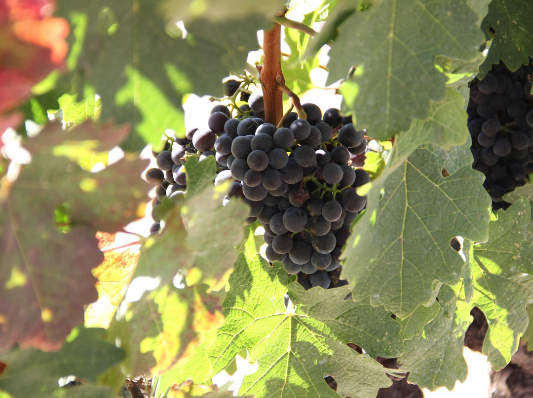 红酒王国之旅-旧金山必去景点