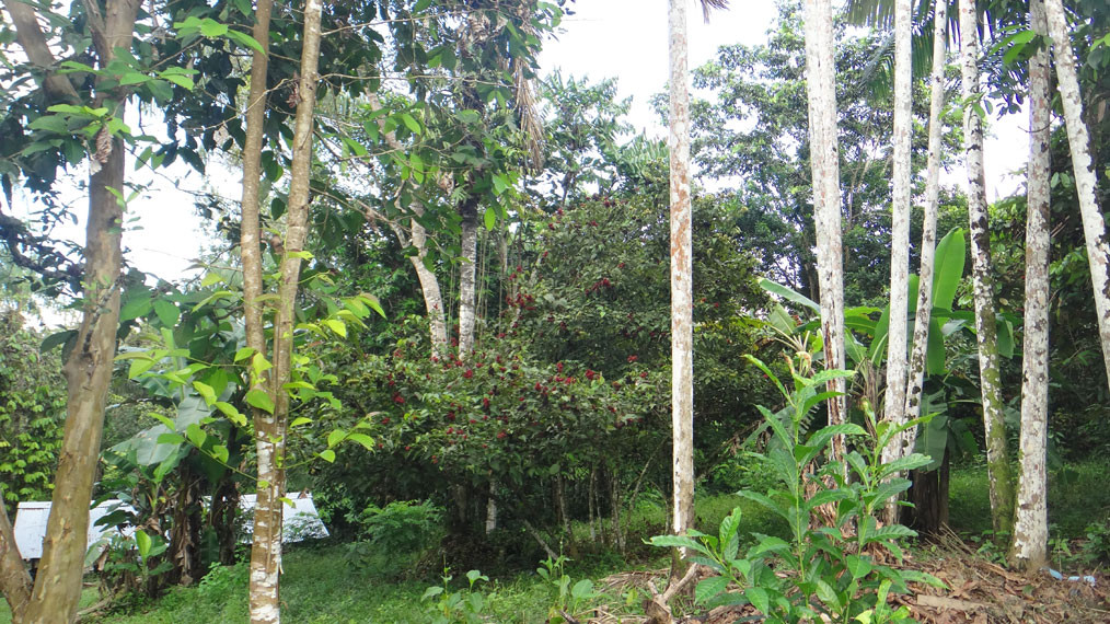 Amazonas Jungle Tours Operator-莱蒂西亚必去景点
