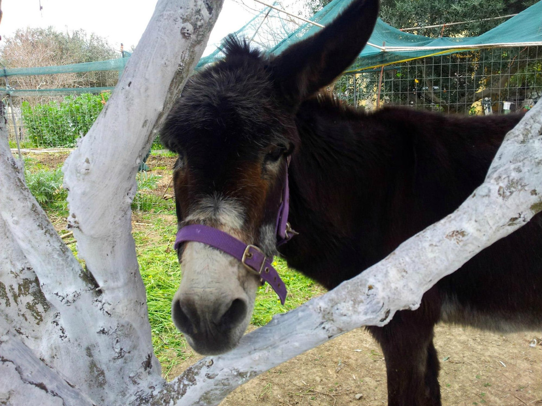 Agia Marina Donkey Rescue Sanctuary-Petrokefali必去景点