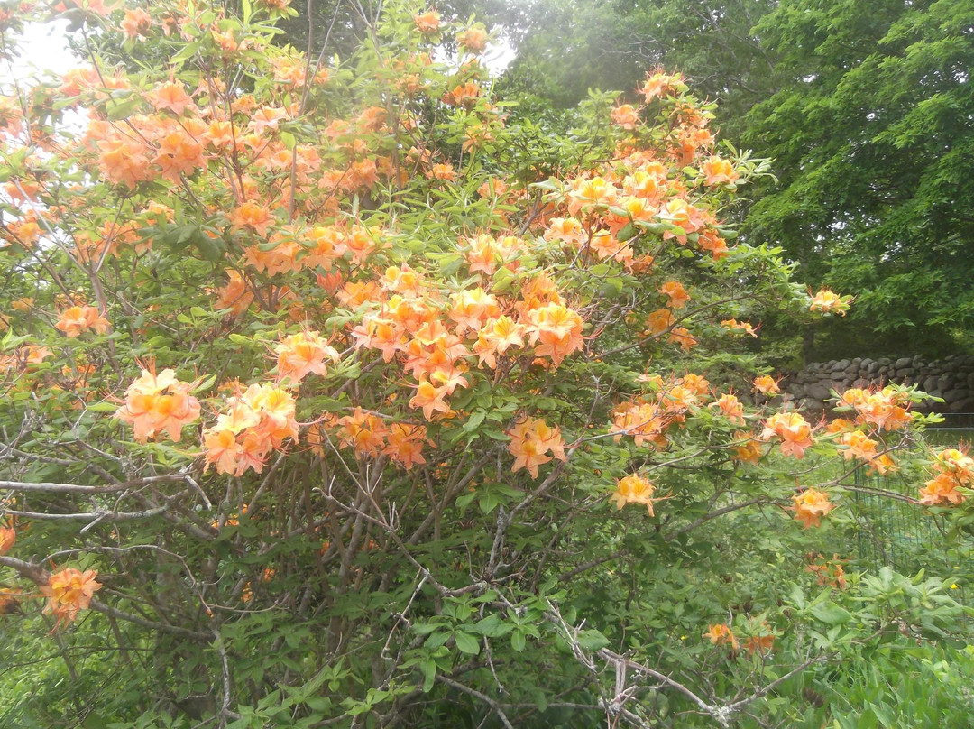 Polly Hill Arboretum景点图片