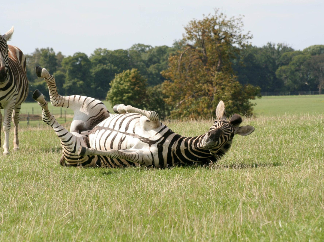 Woburn Safari Park景点图片