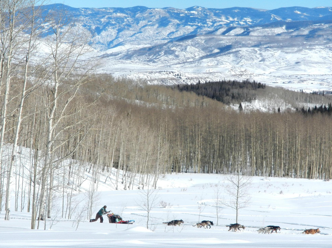 Snow Buddy Sled Dog Adventures-斯廷博特斯普林斯必去景点