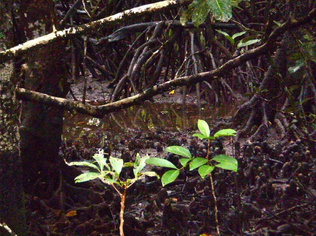 Dubuji Boardwalk-Cape Tribulation必去景点