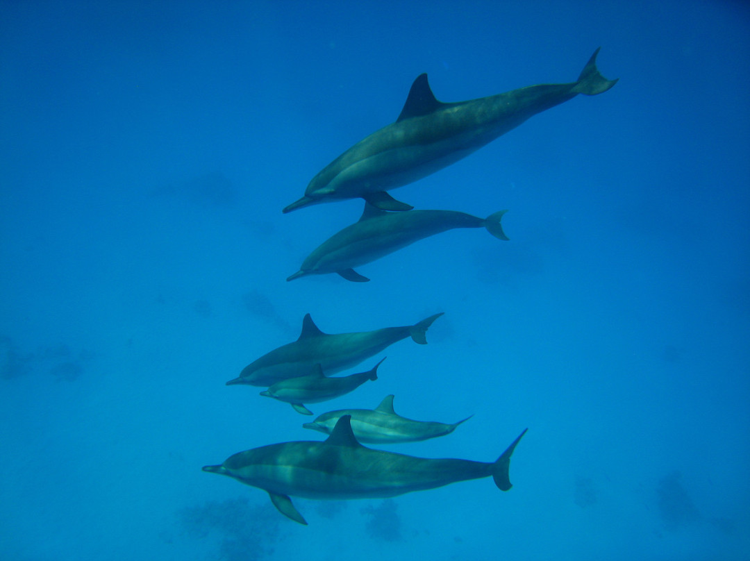Dolphin House - Shaab Samadai-马萨阿拉姆必去景点