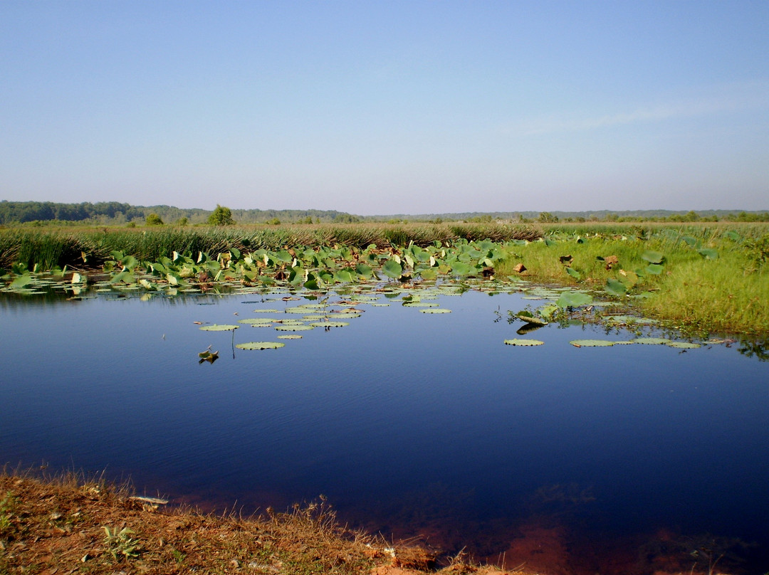 Fogg Dam Conservation Reserve景点图片