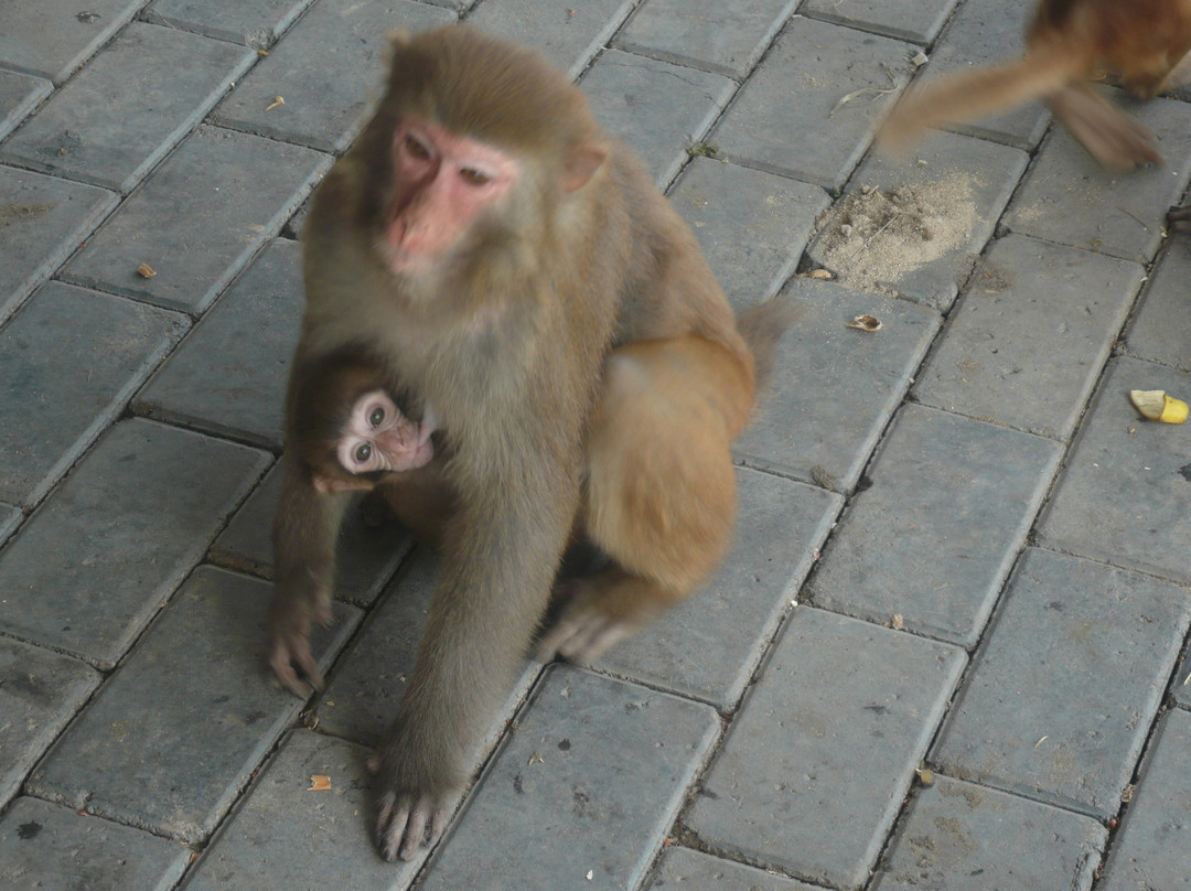 天津动物园-天津市必去景点