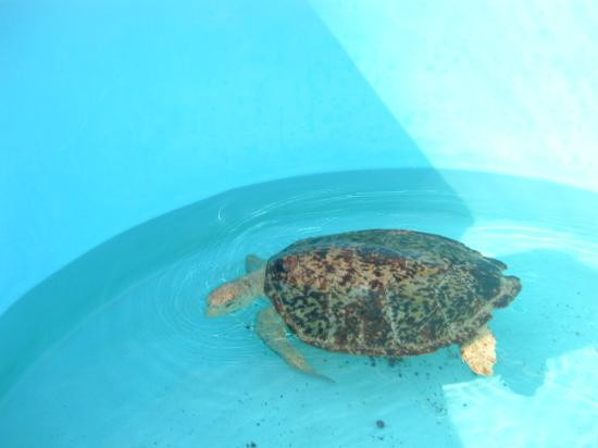 The Turtle Hospital-马拉松必去景点