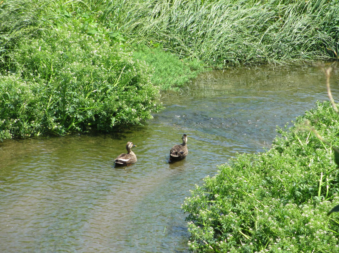 Ishikawa River景点图片