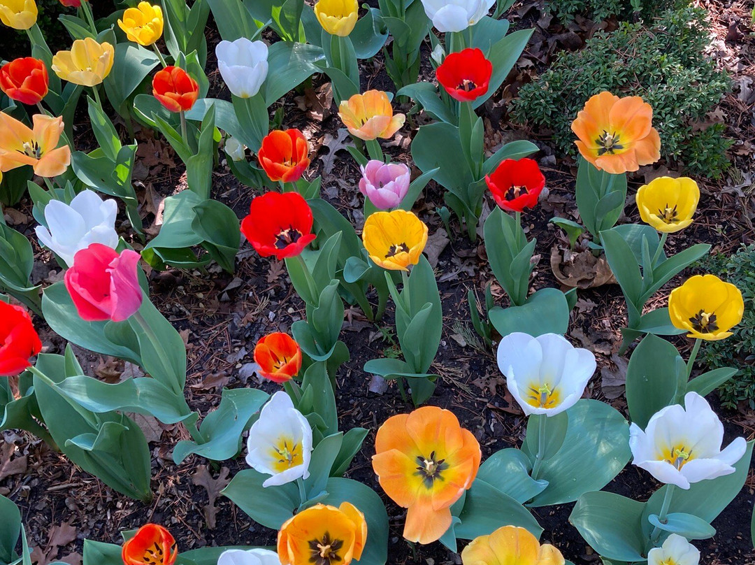 Bartlett Arboretum-Belle Plaine必去景点