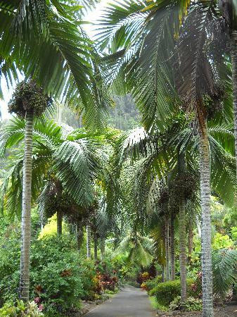 毛伊岛热带花园-怀露库必去景点