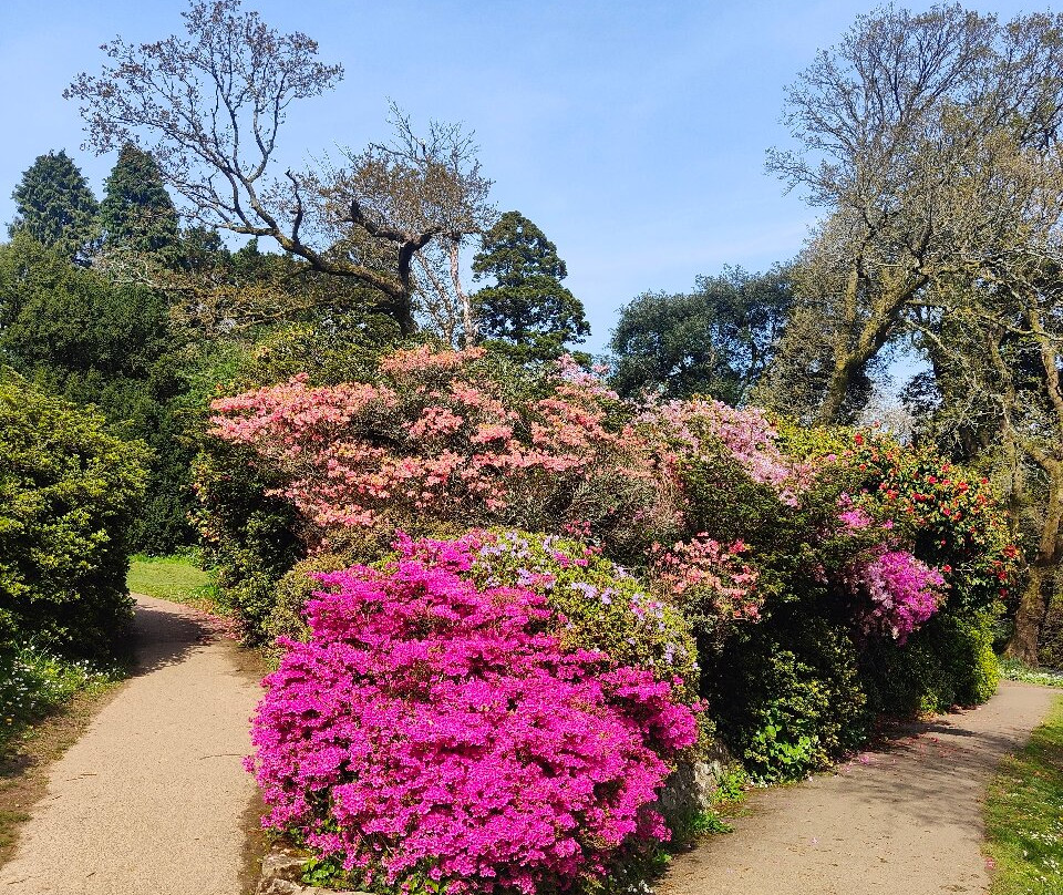 Clyne Gardens景点图片