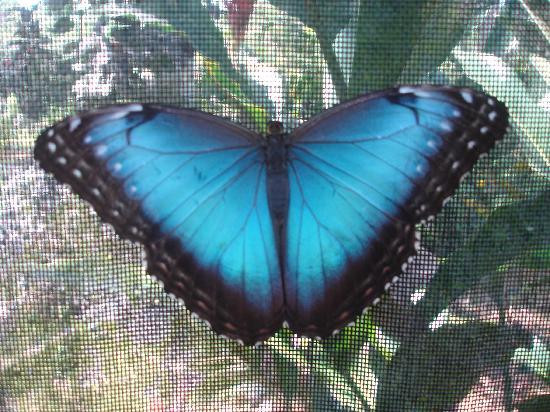Bocas Butterfly Garden景点图片