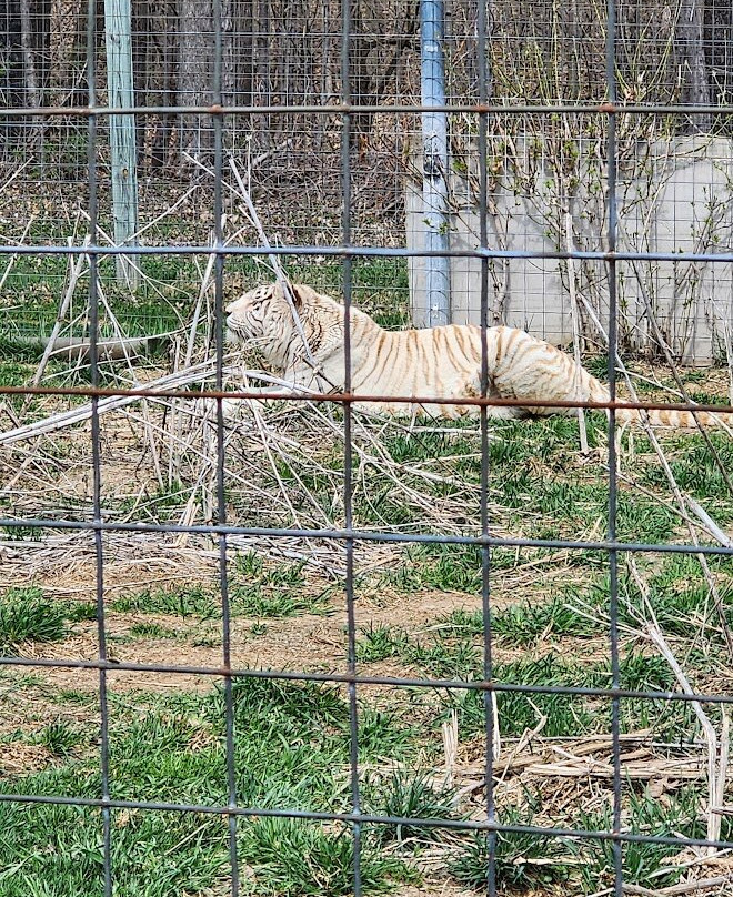 Wisconsin Big Cat Rescue景点图片