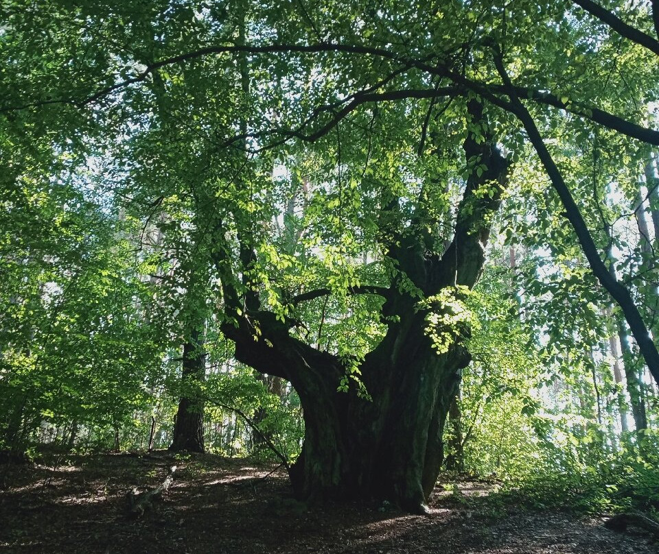Mazowiecki Park Krajobrazowy景点图片