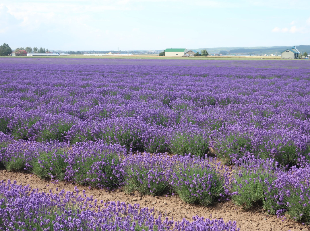 Farm Tomita Lavender East景点图片