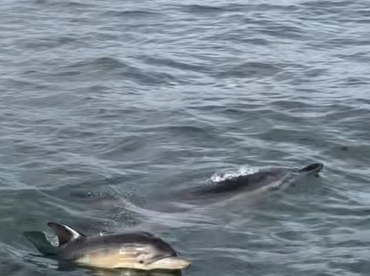 Sea-Life Conservation Tours-布里克瑟姆必去景点