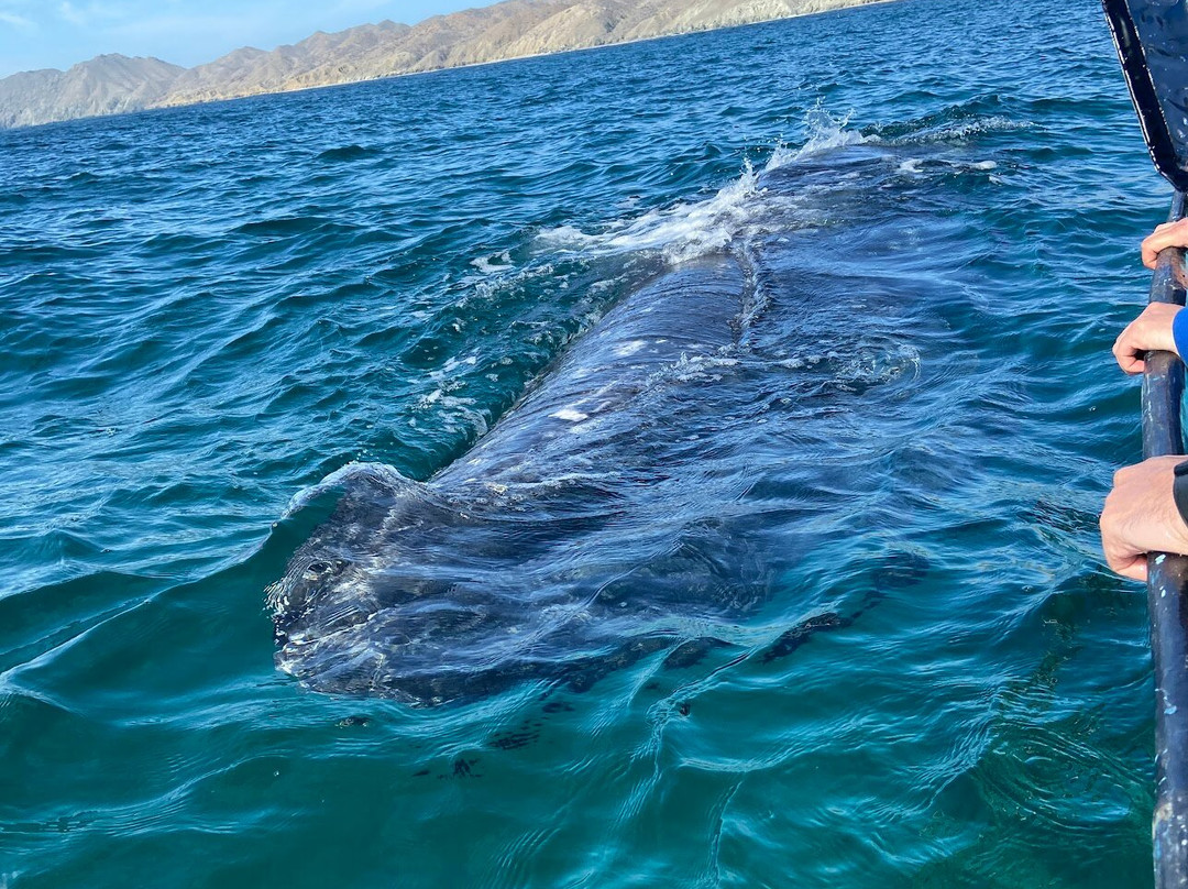 GoDiveBaja-拉巴斯必去景点