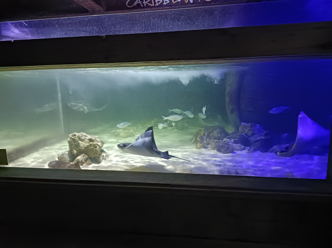 National Sea Life Centre-布瑞必去景点