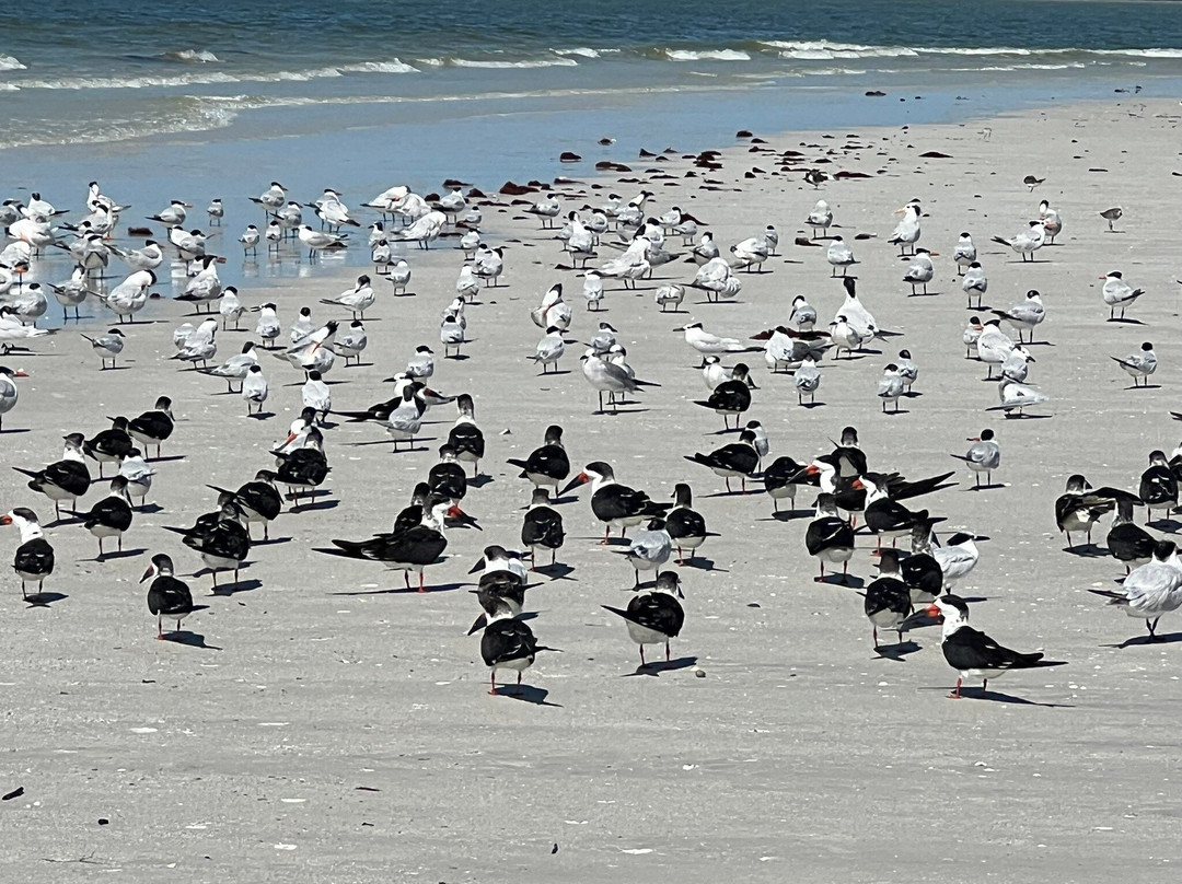 Mike's Coastal Expeditions-博尼塔斯普林斯必去景点